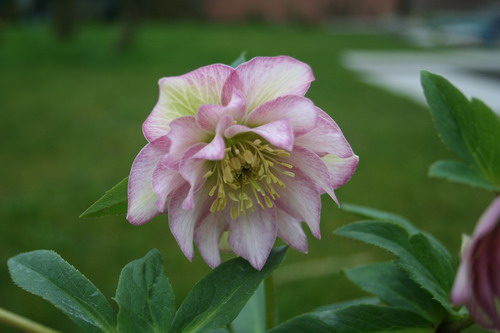 Hellébore rose double