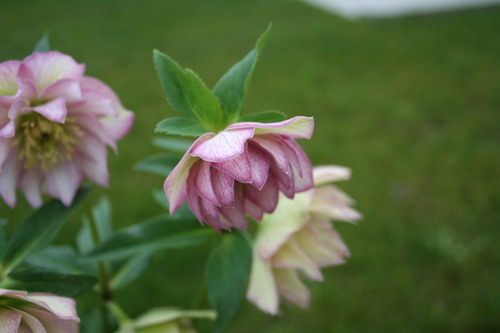 Heelébore rose double