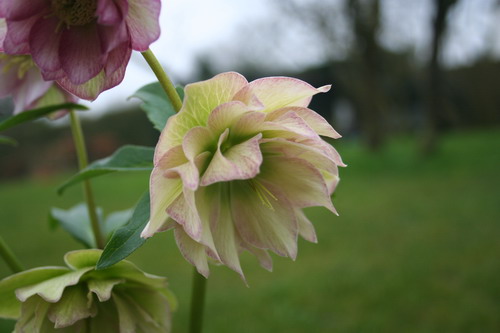 Hellébore rose double