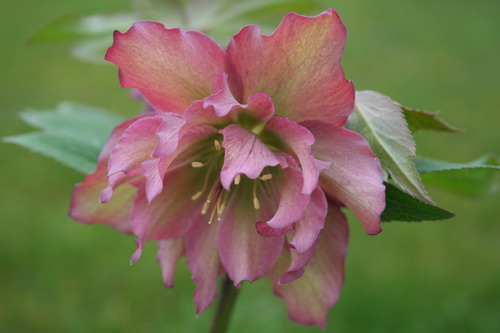 Hellébore rose foncé double