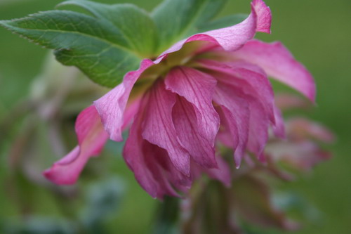 Hellébore rose foncé double