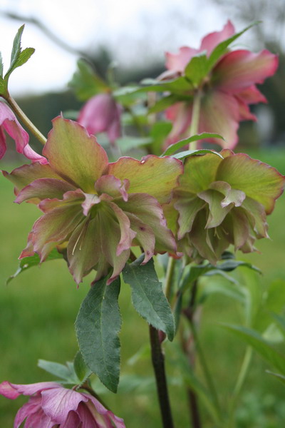 Hellébore rose foncé double