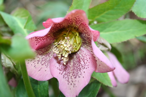 Hellebore pourpre à points rouges