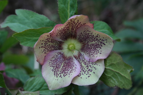 Hellebore pourpre à points rouges