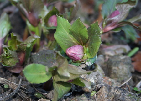 Hellebore