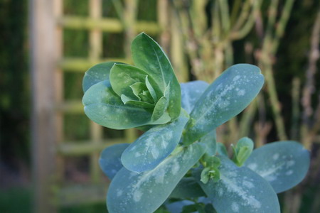 Cerinthe