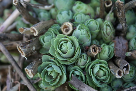 Sedum