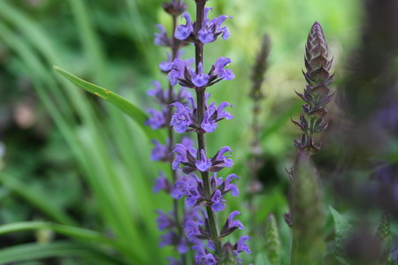 Verveine