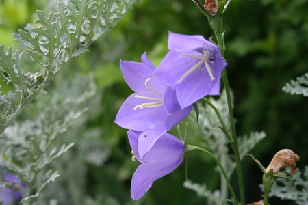 Campanules