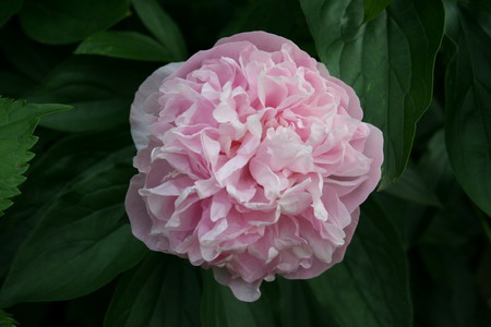 Pivoine