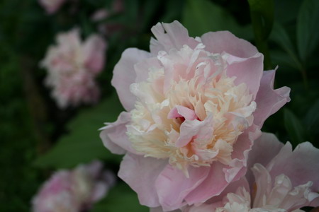 pivoine