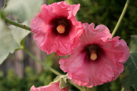 Rose trémière