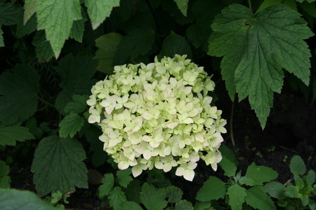 Hortensia