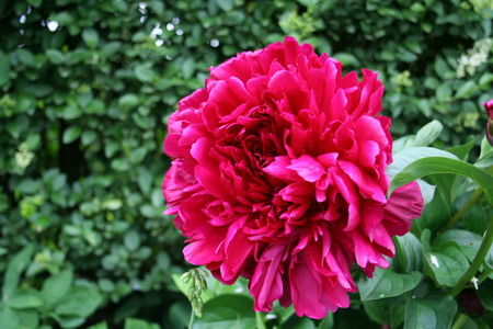 Pivoines