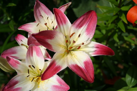 Lys