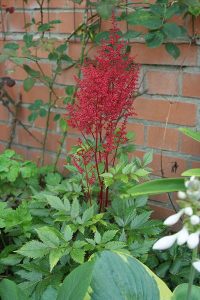 Astilbe