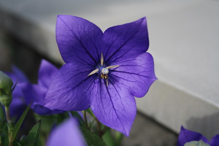 Platycodon