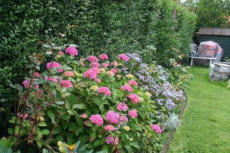 Hortensia