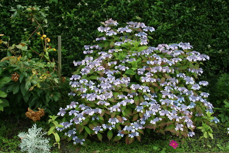 Hortensia