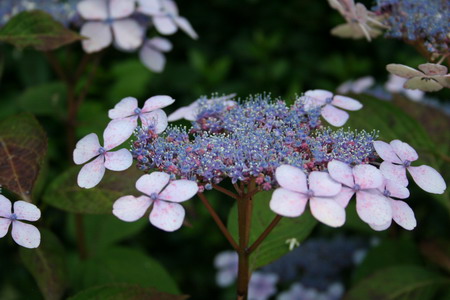 Hortensia