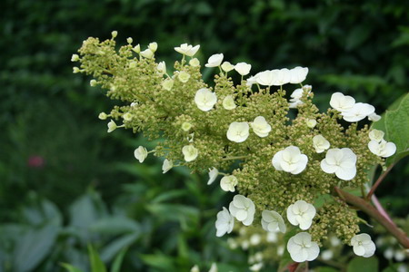 Hortensia