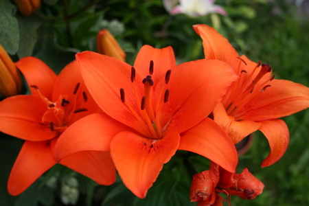 Lys