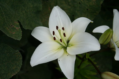 Lys blanc