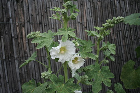 Rose trémière