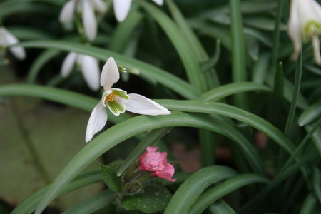 perce-neige et myosotis