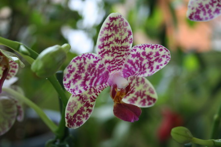 Orchidée