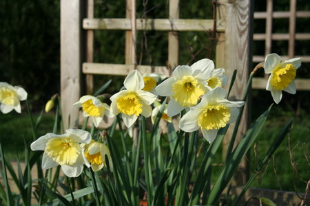 Jonquilles