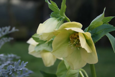 Hellébore jaune