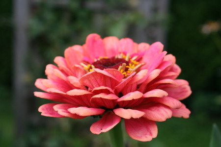 Zinnia