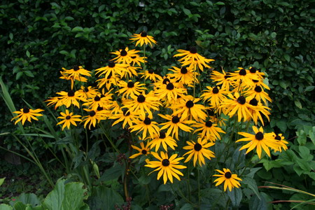 Rubeckia