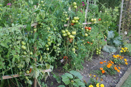 Tomates