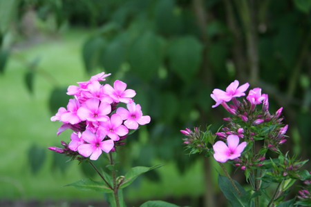 Phlox