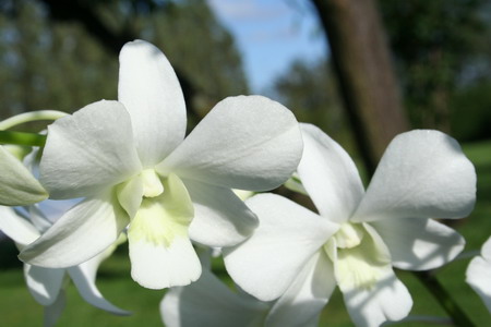 orchidée