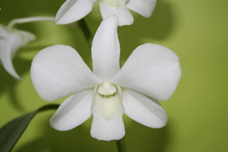 orchidée