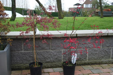 Acer Palmatum