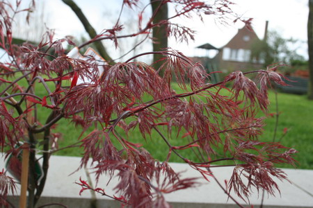 Acer palmatum Ornatum