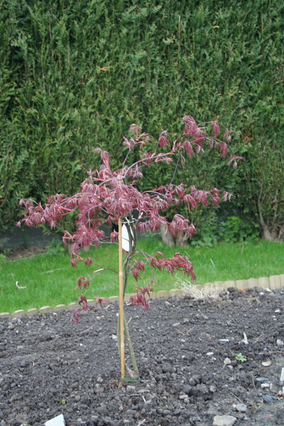 Acer Palmatum Ornatum