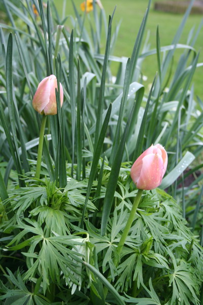 Tulipes et aconit