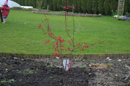 Acer Palmatum BloodGood