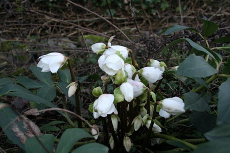 Hellebore