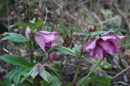 Hellebore
