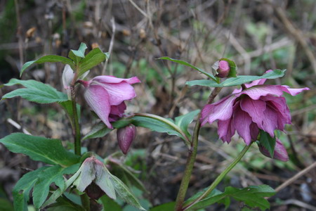 Hellebore