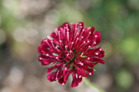 knautia