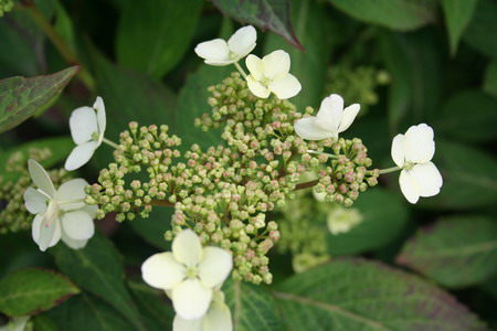 Hortensia Blue Bird