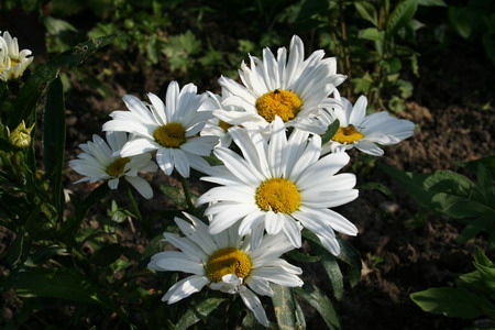 Marguerite