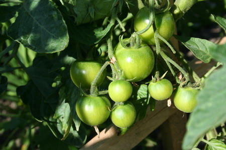 Tomates